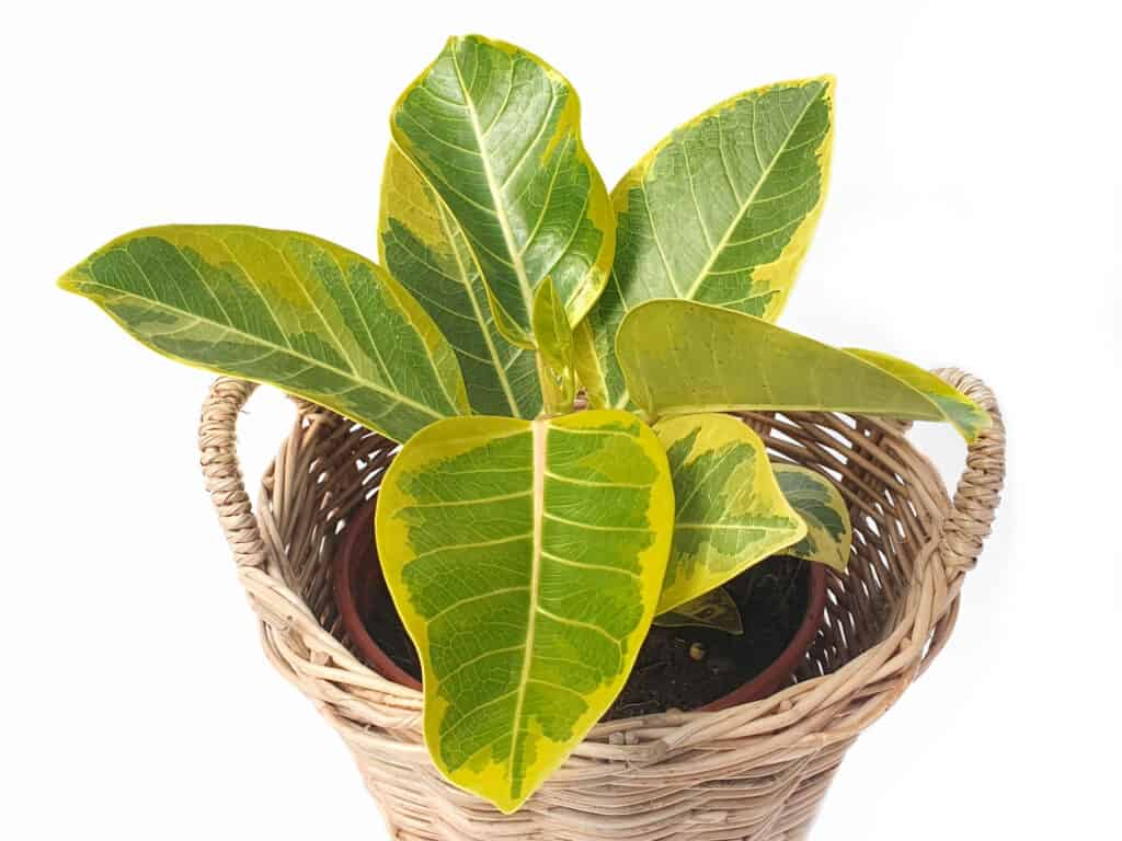 Ficus Altissima Blume 'Golden Edge' nel cesto di vimini