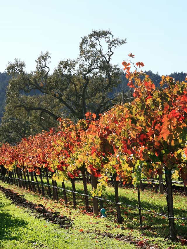 Vigneto autunnale nella Napa Valley