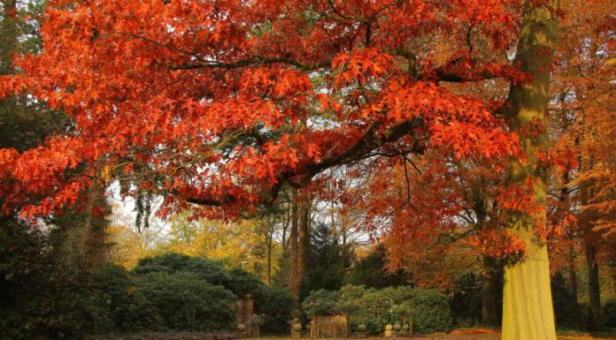 Scopri 8 posti incredibili per vedere il fogliame autunnale in California
