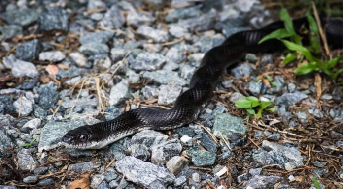 Ring-necked Snake (Diadophis punctatus)