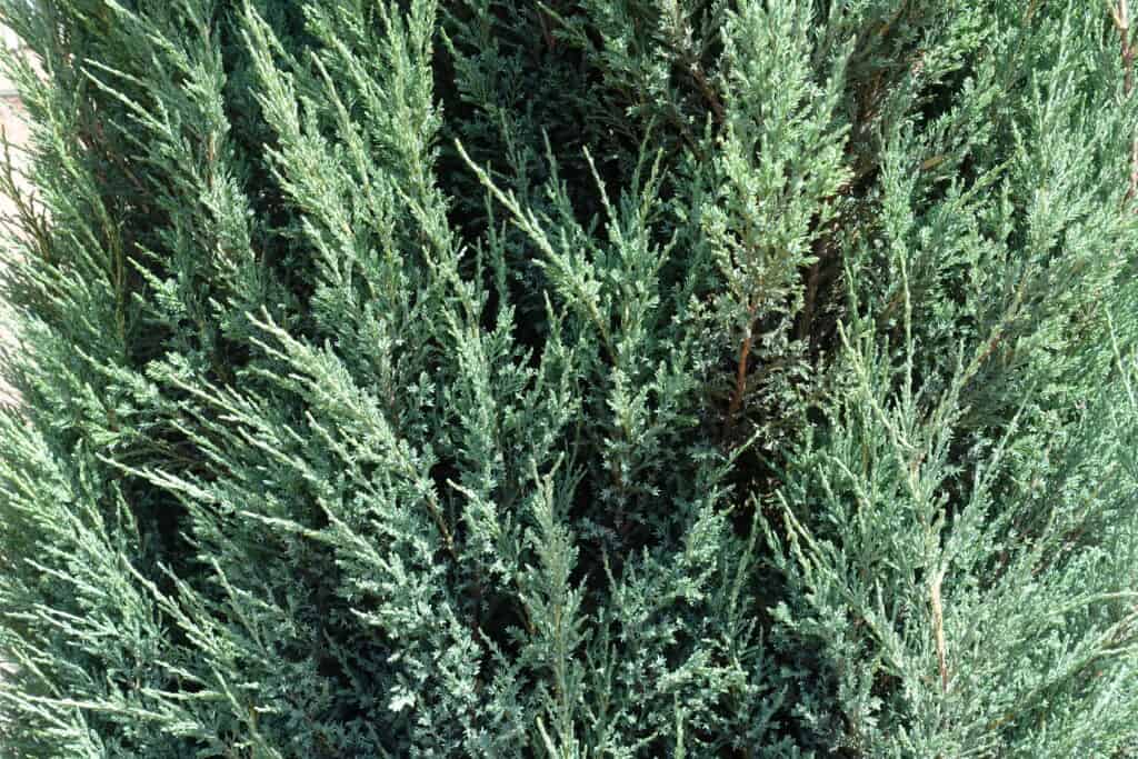 Fogliame di Juniperus Blue Arrow in giugno