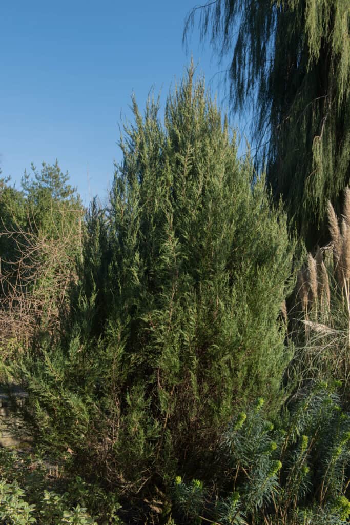 Il ginepro delle Montagne Rocciose è un albero comune trovato nel New Mexico
