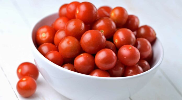 Plum (Roma variety) tomatoes on vine changing from green to red