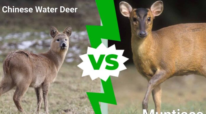 Cervo d'acqua cinese vs Muntjac: quali sono le differenze?
