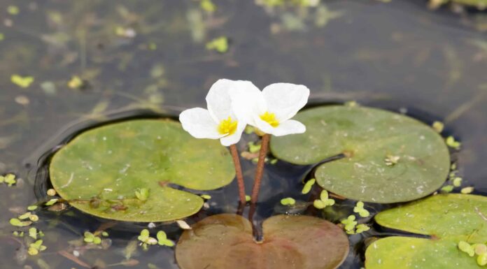 Frogbit vs Lenticchia d'acqua: quali sono le differenze?
