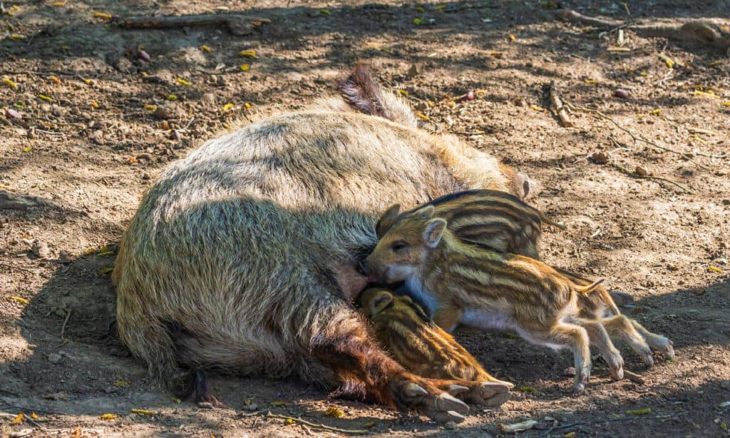 Bambino carino, cinghiale, animale, animale selvatico