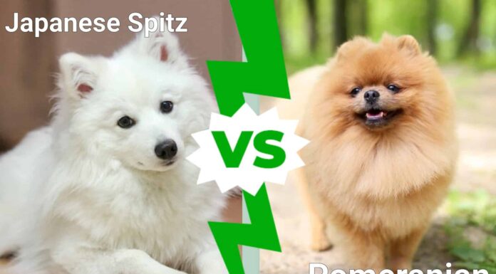 Spitz giapponese contro Pomerania
