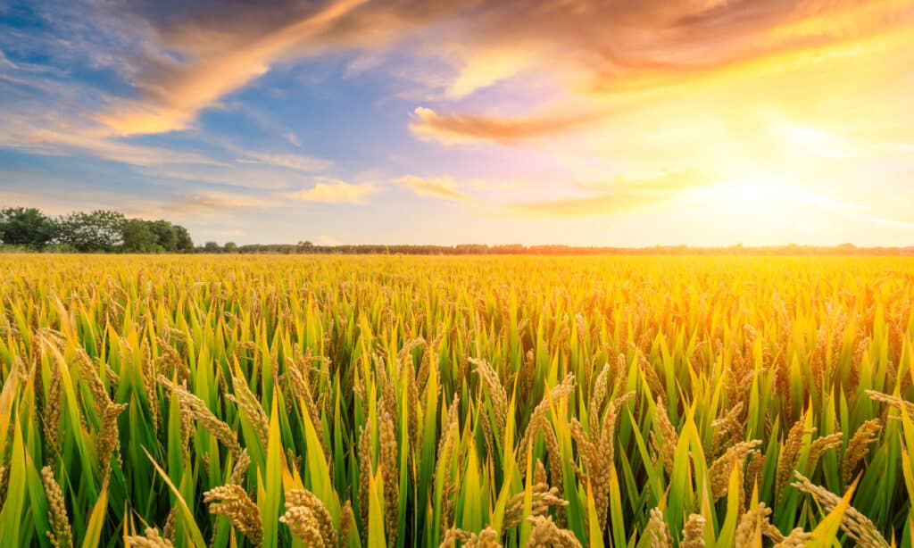 Riso - Cereale, Riso - Alimento di base, Risaia, Raccolto - Pianta, Campo agricolo