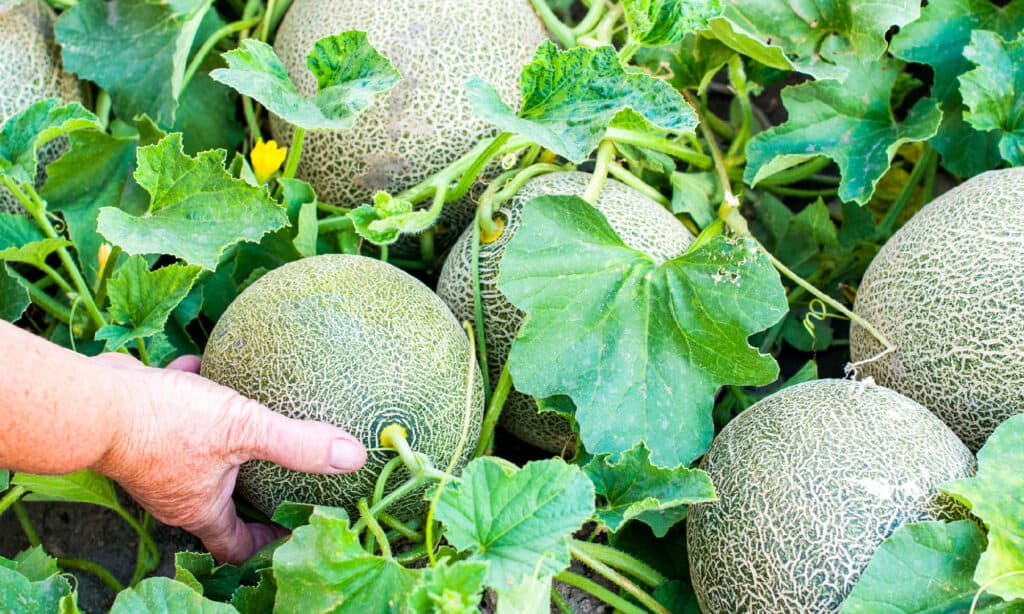 Melone, Cantalupo, Settore Agricolo, Raccolto - Pianta, Orto