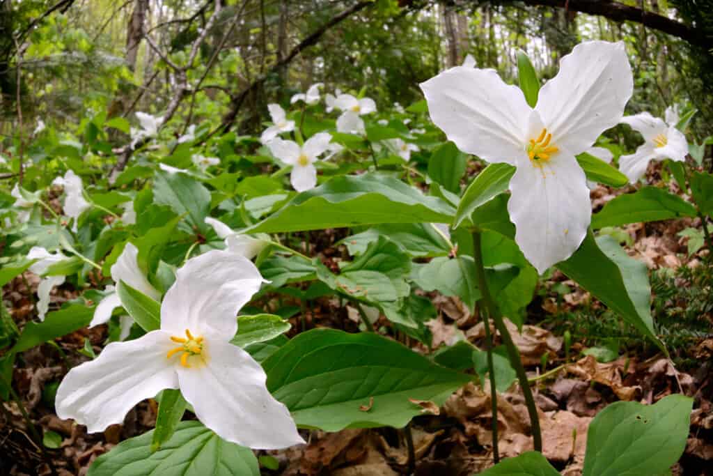 Trillium, colore bianco, foresta, fiore, primavera