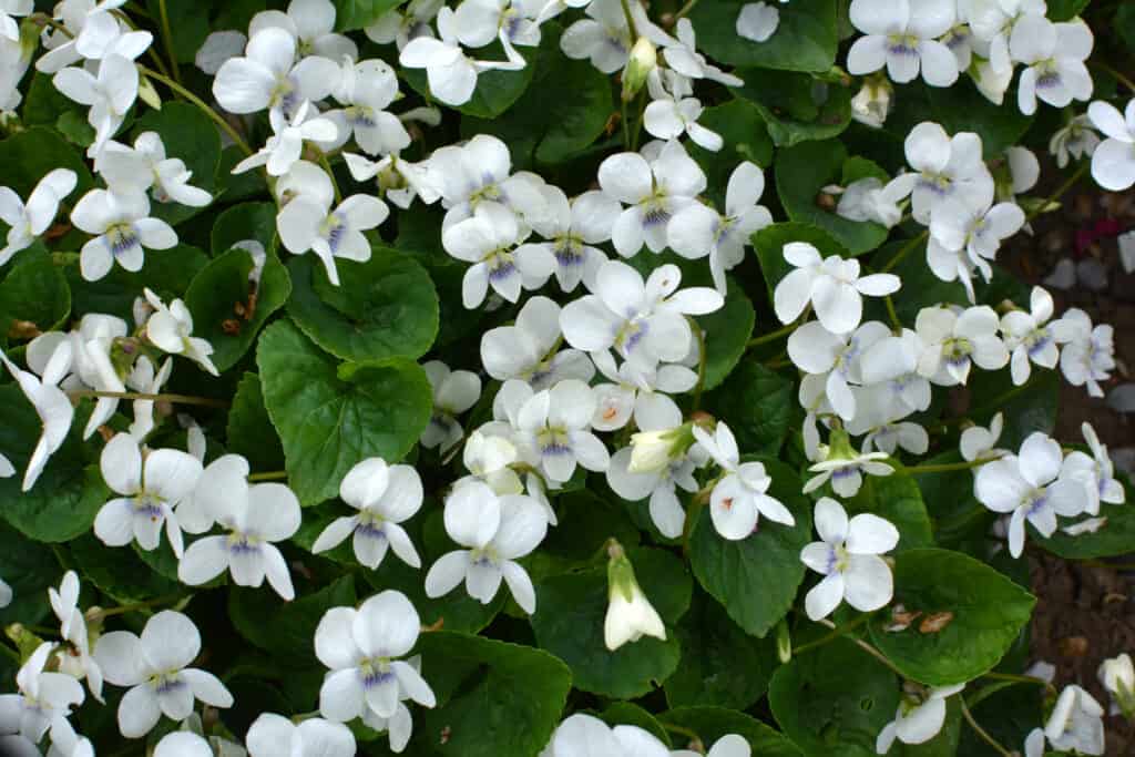 Le viole bianche sbocciano sull'aiuola