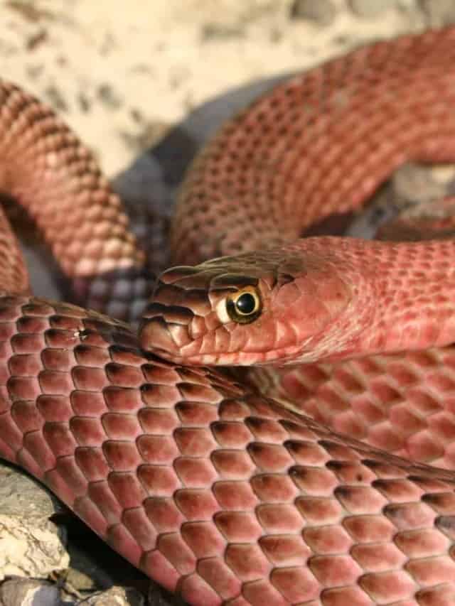 Coachwhip Snake vs Copperhead 13 Differenze importanti Poster Immagine