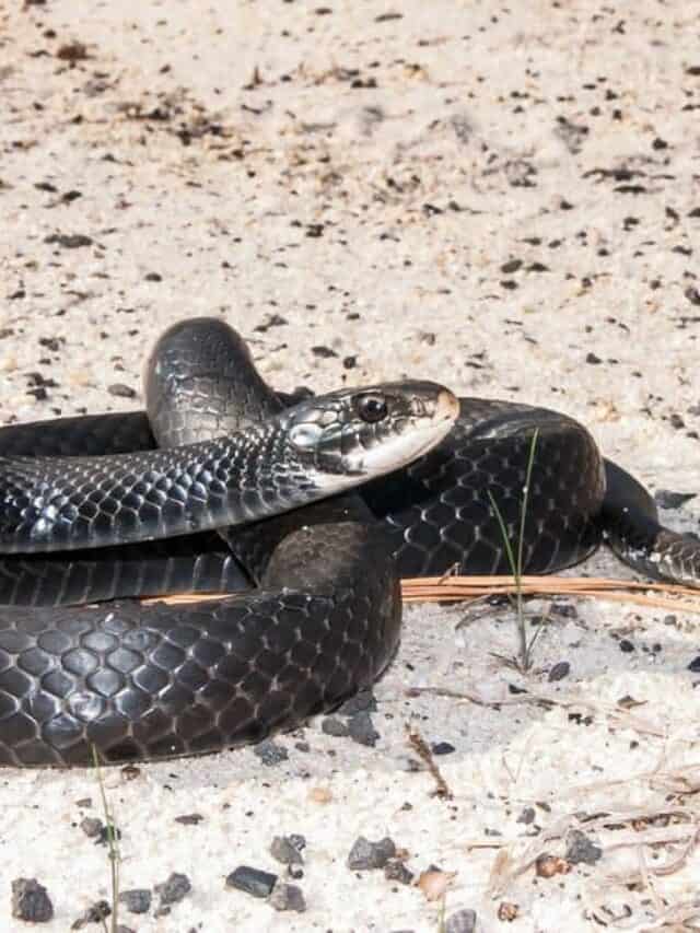 corridore nero contro serpente di ratto nero