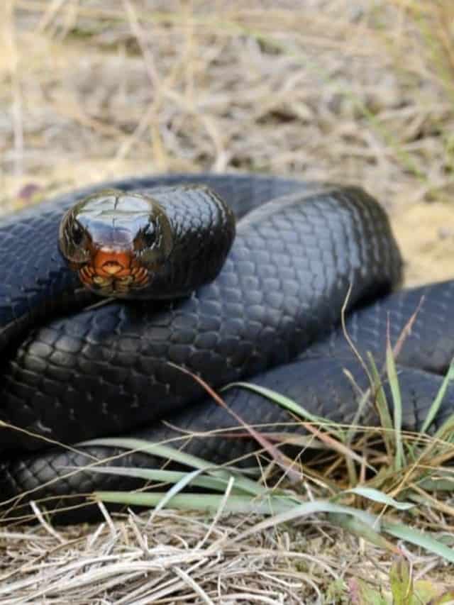 Scopri i serpenti neri in Florida Di che specie sono Immagine di copertina (1)