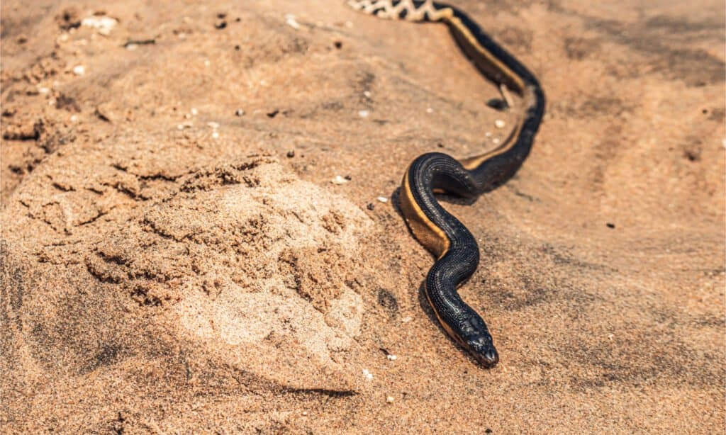 Un serpente di mare dal ventre giallo si è arenato su una spiaggia