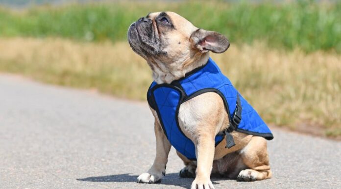 10 fatti incredibili sul bulldog francese

