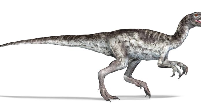 Herrerasaurus contro Velociraptor: le cinque principali differenze
