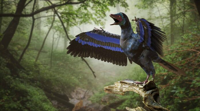 Incontra il primo dinosauro con piume da scoprire
