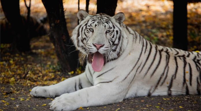 10 fatti incredibili sulla tigre bianca
