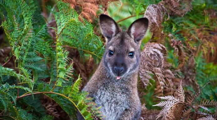 10 fatti incredibili di Wallaby

