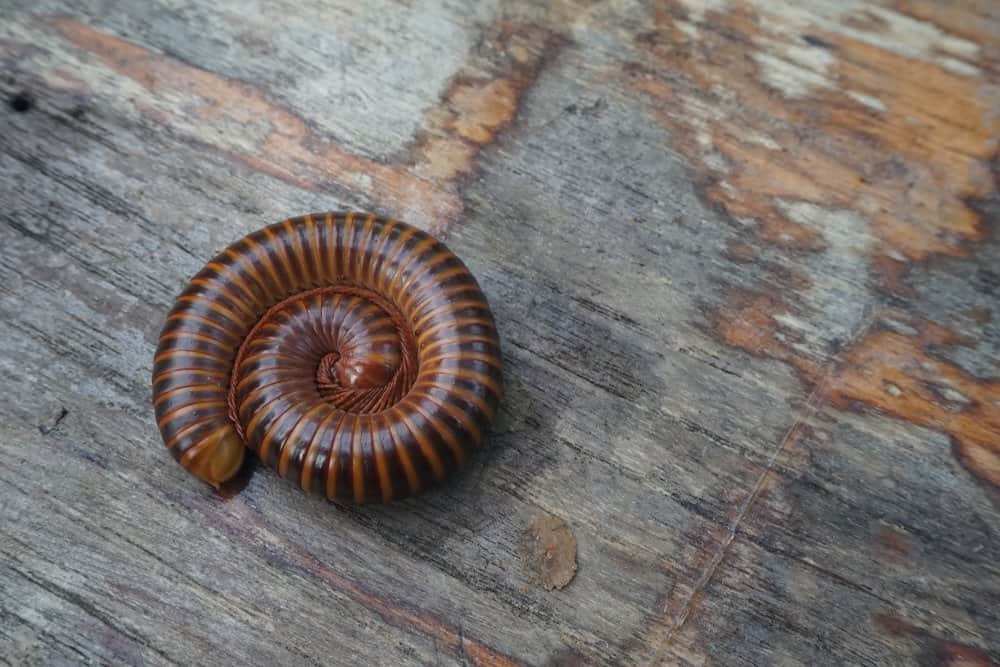 Un millepiedi raggomitolato su un pezzo di legno.