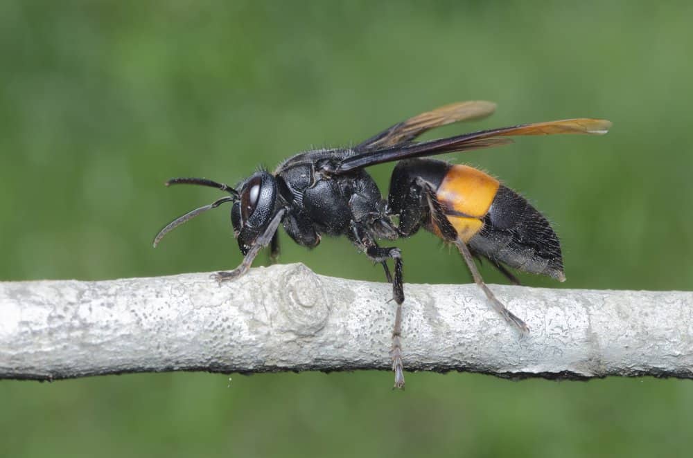 Un calabrone gigante asiatico che riposa su un ramoscello.