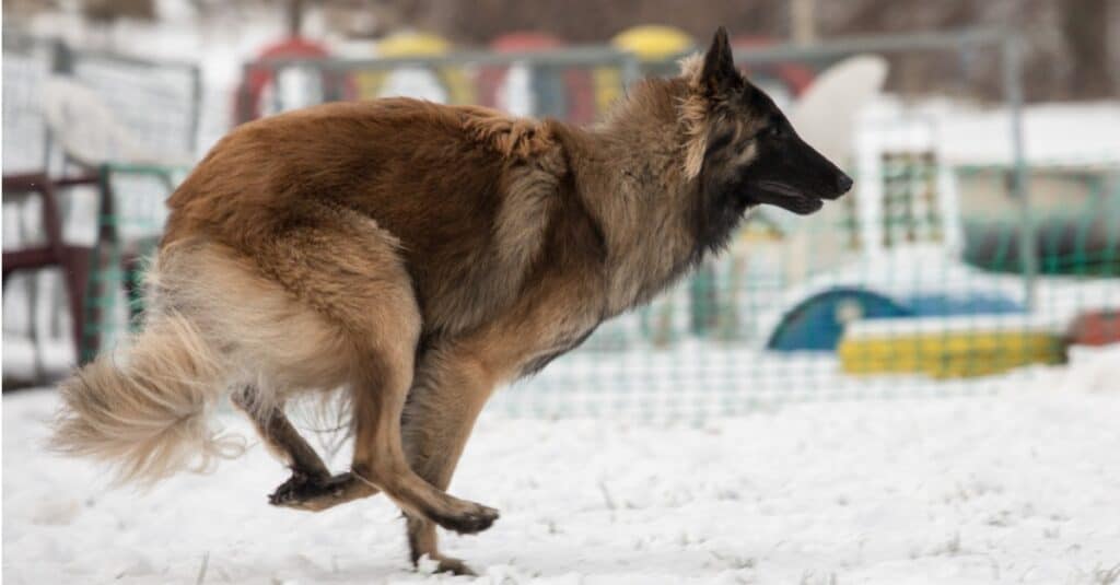 Tervuren belga contro pastore tedesco