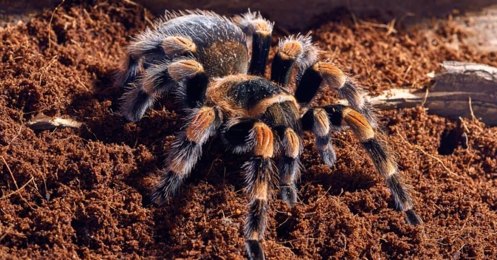 Tarantula messicana del ginocchio rosso Brachypelma smithi, primo piano su uno sfondo di terreno marrone.