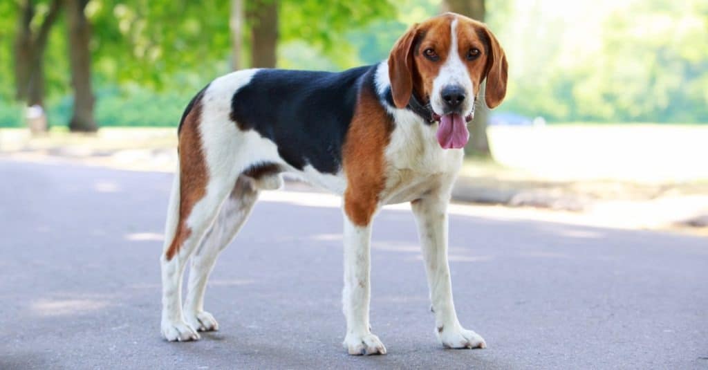 Foxhound americano in un parco pubblico