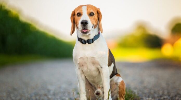 Beagle vs Foxhound: come sono diversi?
