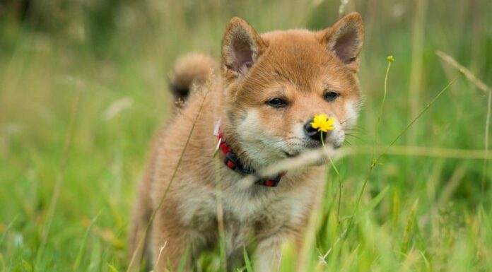 Akita Inu vs Shiba Inu: quali sono le differenze?
