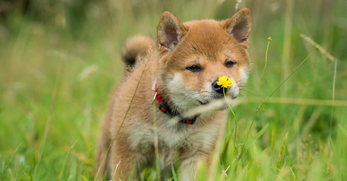 Akita Inu vs Shiba Inu: quali sono le differenze?