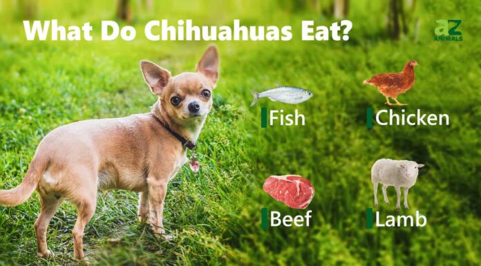  Cosa mangiano i Chihuahua?  Spiegazione della loro dieta.
