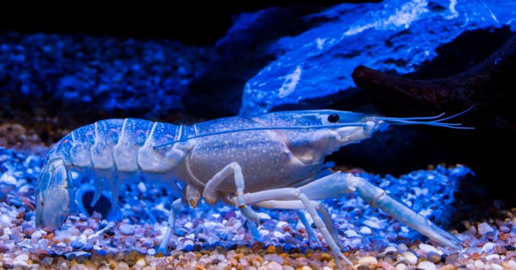 Pesce azzurro - Gambero azzurro