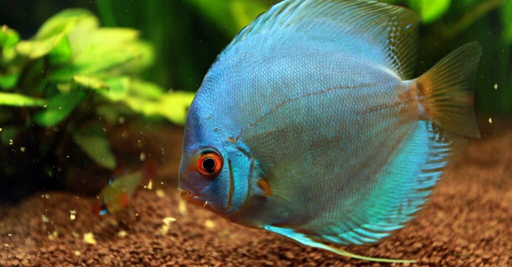 Pesce azzurro - Discus blu 
