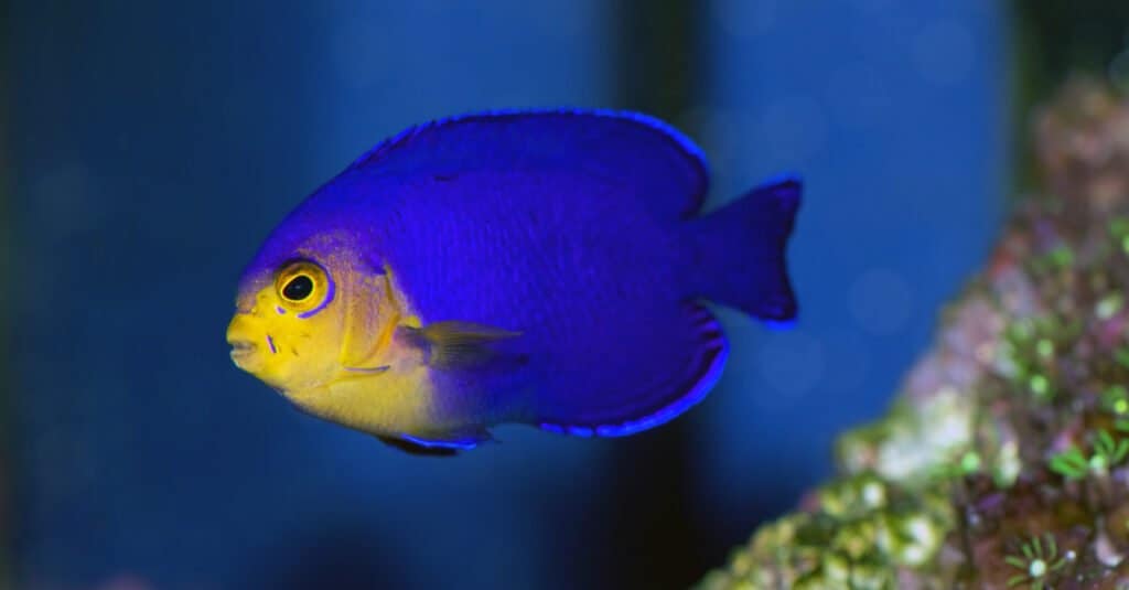Pesce azzurro - Pesce angelo cherubino