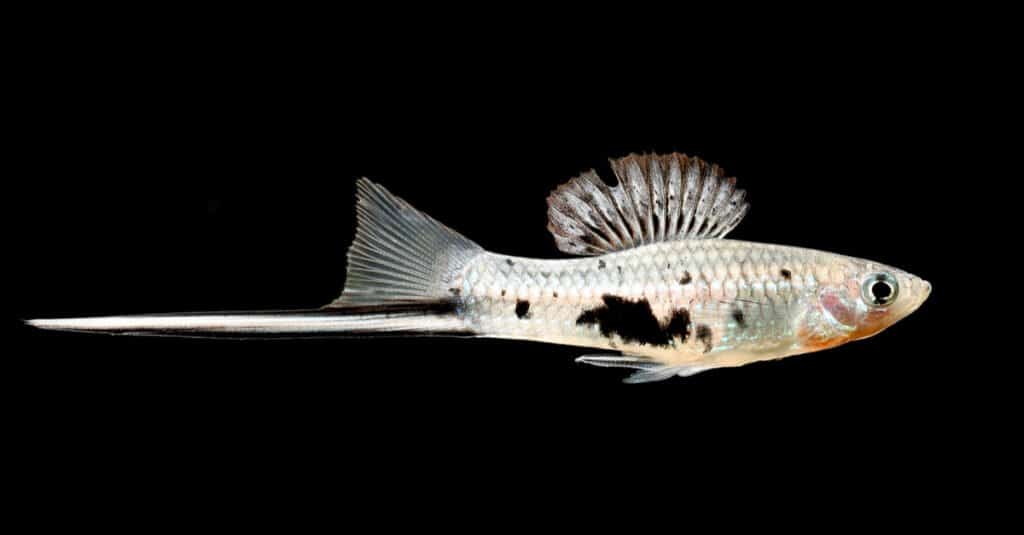 Pesce d'acquario bianco - coda di spada