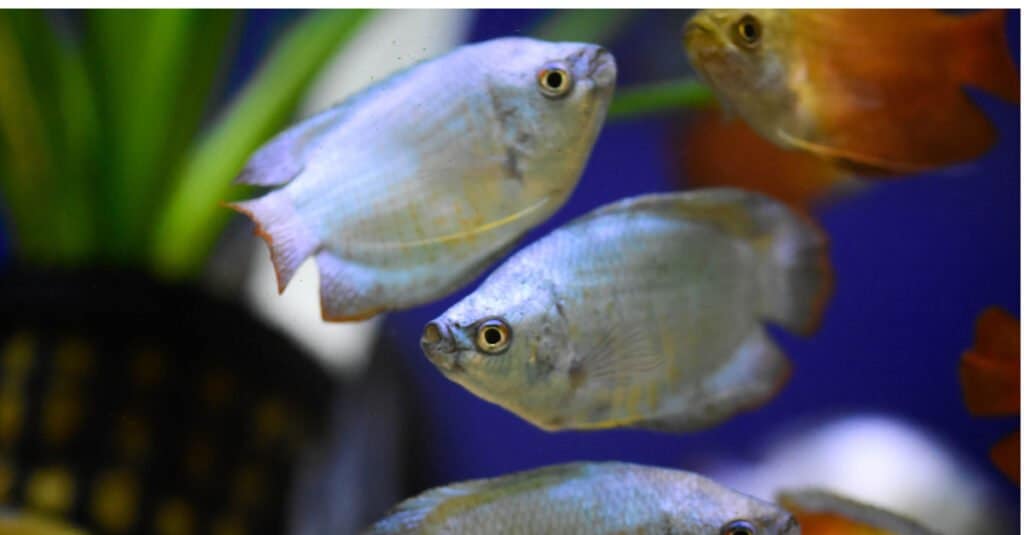 Tipi di pesce bianco - Gourami nano