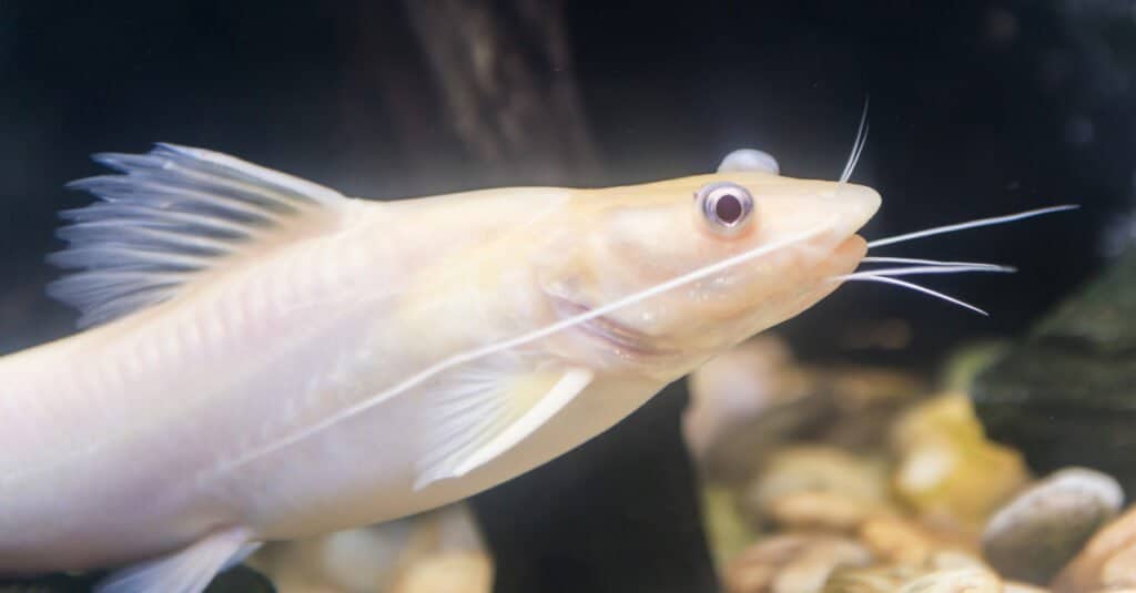 Pesce bianco - Bristlenose Pleco