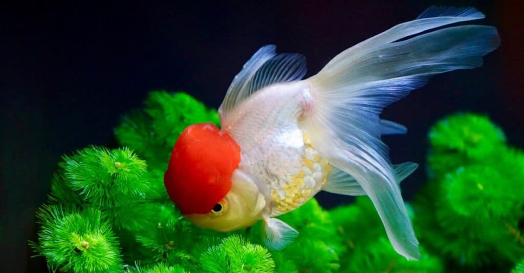 Pesce rosso - "Red Cap Oranda" tra le piante in un acquario.