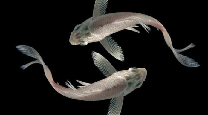 Tipi di pesce bianco: 12 diversi pesci d'acquario bianchi
