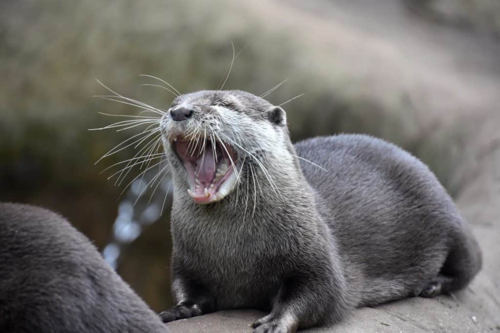 Lontra contro visone