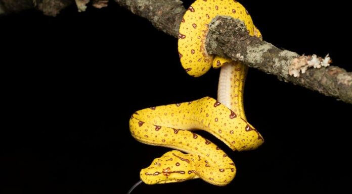 Boa vs Python: come distinguerli
