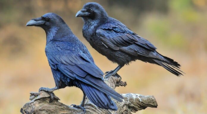 raven vs crow size
