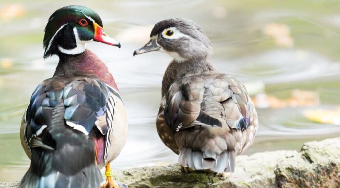 Anatra vs oca: 5 differenze chiave per questi uccelli!
