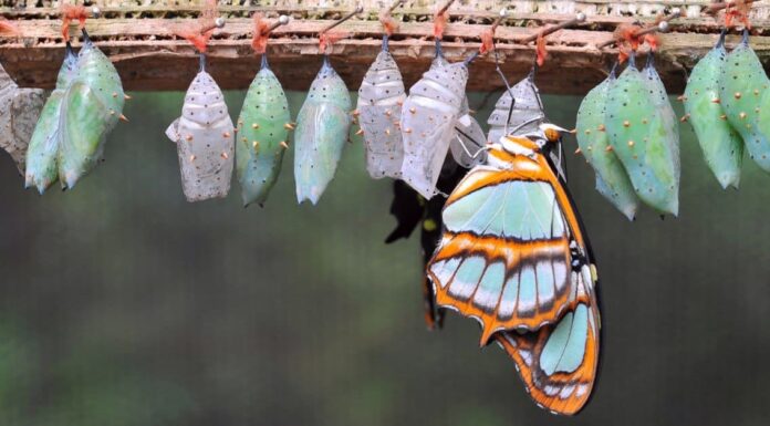 Chrysalis vs Cocoon