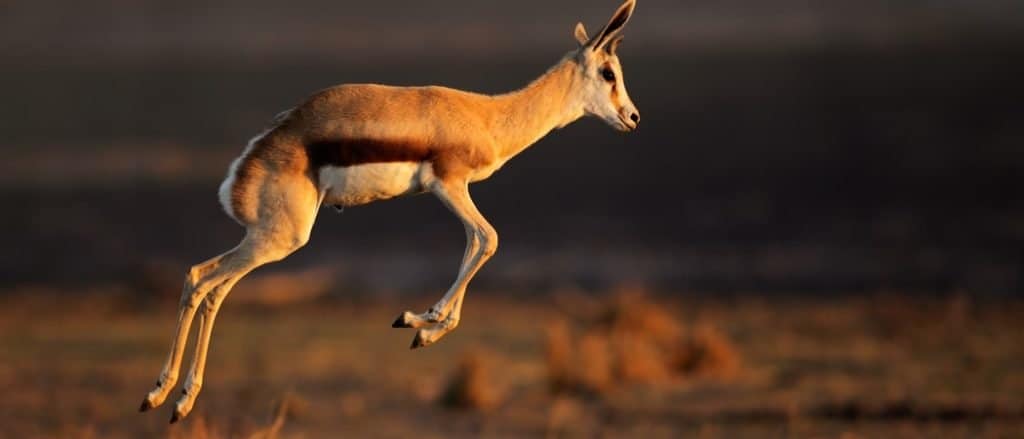 Antilope Springbok (Antidorcas marsupialis) salto, Sud Africa