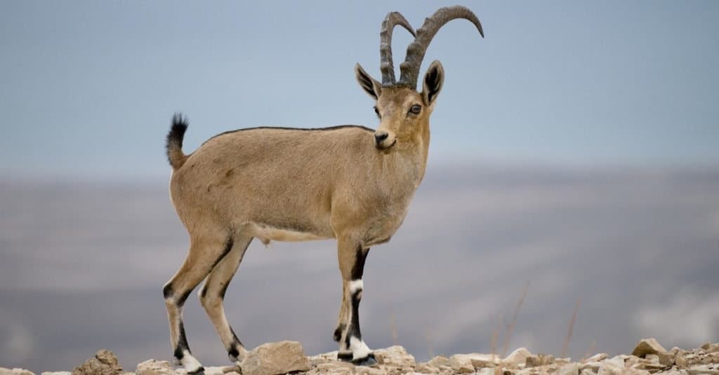 Capra, Ibex al deserto della Giudea, Israele