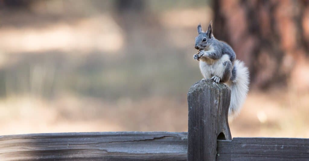 Lo scoiattolo più grande - Albert Squirrel 