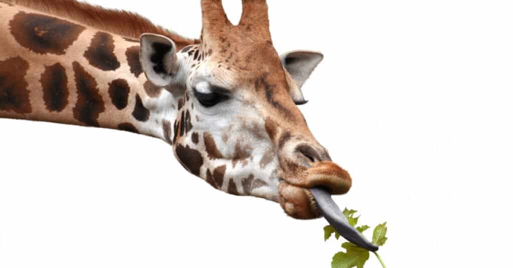 Cosa mangiano le giraffe - giraffa che mangia su sfondo bianco